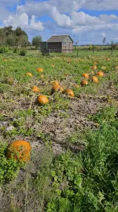 Leentje 04 Pompoenenveldje